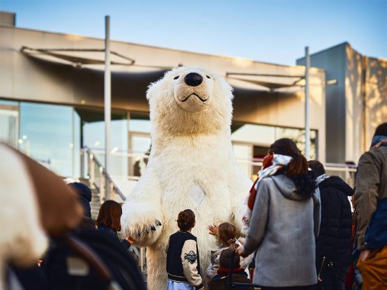 deambulation-ours-polaire-geant