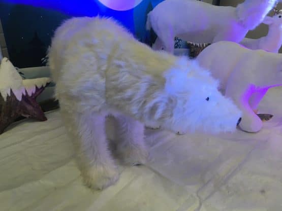 location-ours-polaire