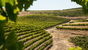 Team building Vignoble Nantais Team building Vignoble Nantais