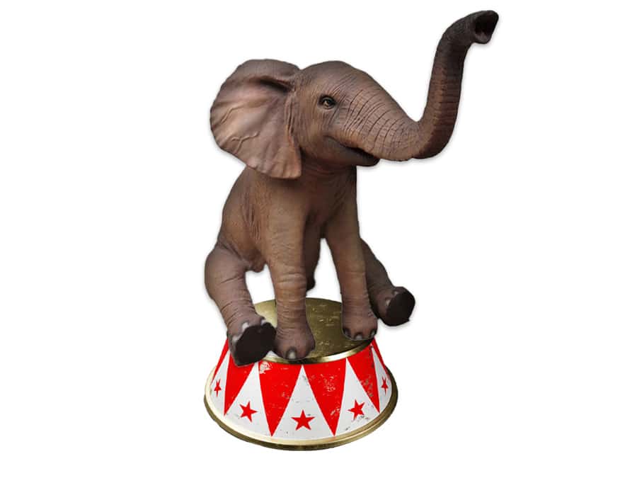 elephant-cirque