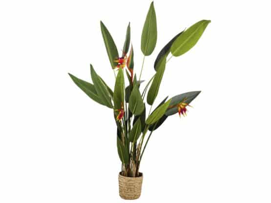location-décoration-Strelitzia
