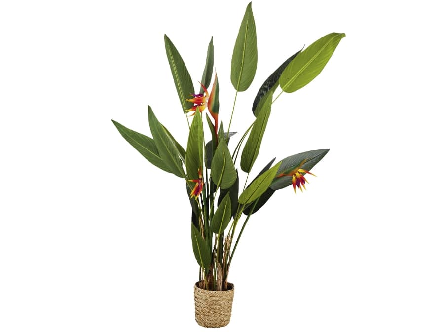 location-décoration-Strelitzia