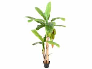 location-décoration-bananier-artificiel