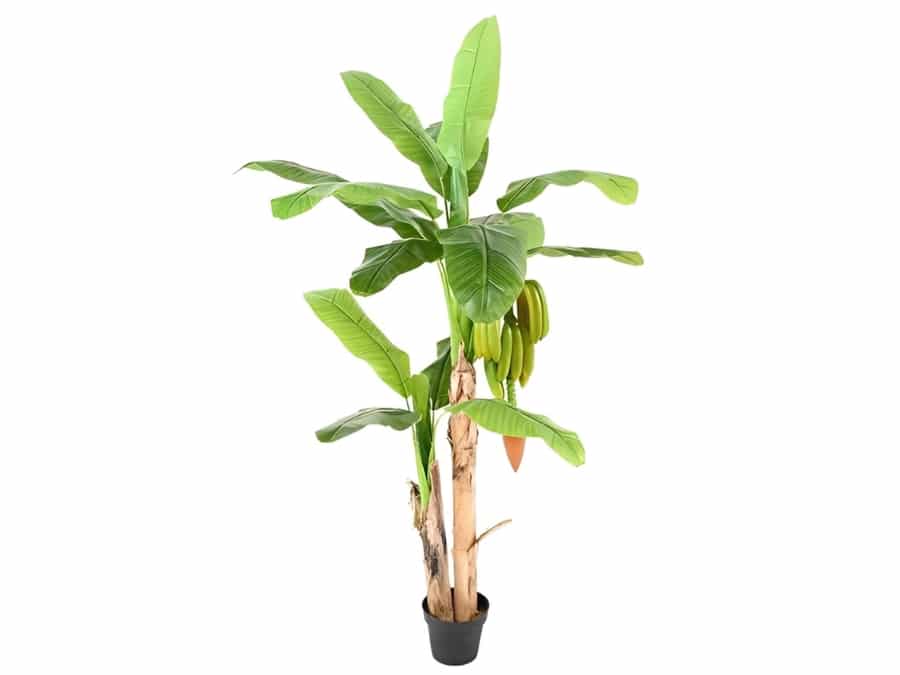 location-décoration-bananier-artificiel