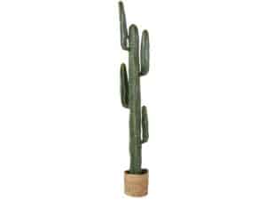 location-décoration-cactus