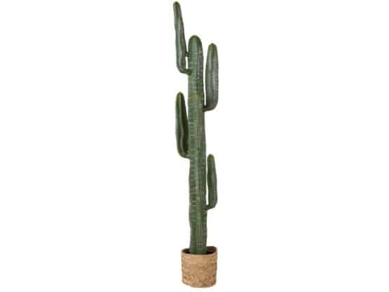 location-décoration-cactus