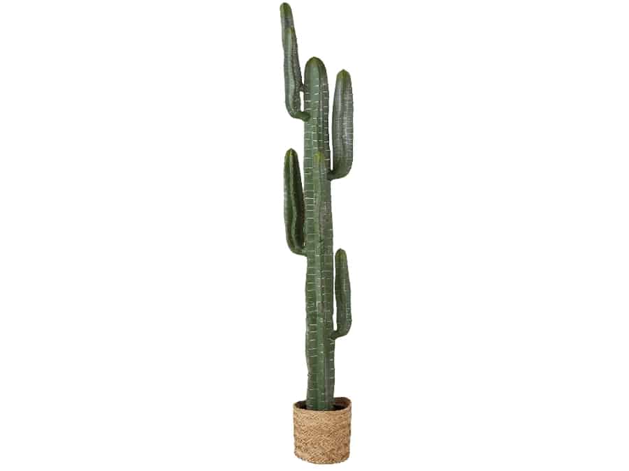location-décoration-cactus